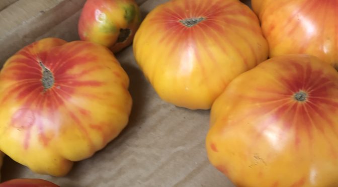 Heirloom tomatoes